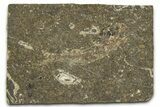 Oligocene Fossil Clupeoid Fish (Beksinskiella) - Poland #374443-1